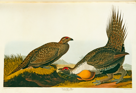 Centrocercus urophasianus, greater sage grouse, Plate 371 from John James Audubon's Birds of America, original double elephant folio, 1827-30 (hand-coloured aquatint)