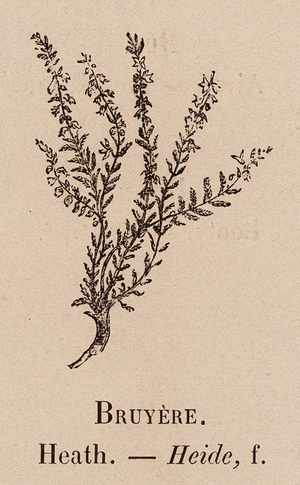 Le Vocabulaire Illustre: Bruyere; Heath; Heide (engraving)