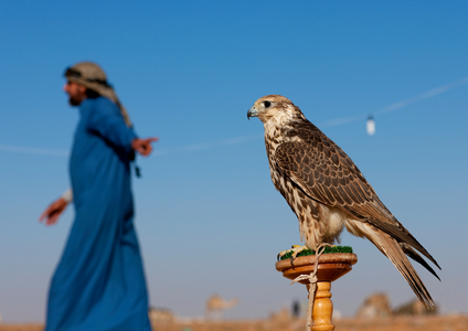 Falconry in Sakakah Area, Saudi Arabia (photo)