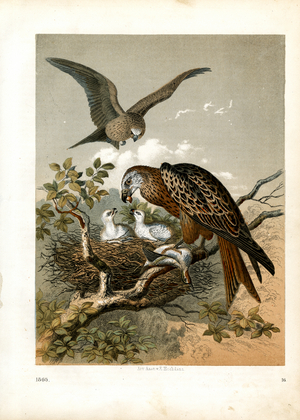 Eurasian Kestrel with Young in Nest (hand-coloured litho)