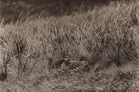 Curlew on nest (b/w photo)
