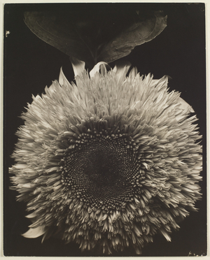 Sunflower, 1920-22, printed later (gelatin silver print)