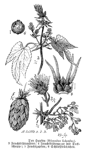 Hops with flowers and fruit