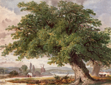 Old Oak by the Wayside, Surrey (colour litho)