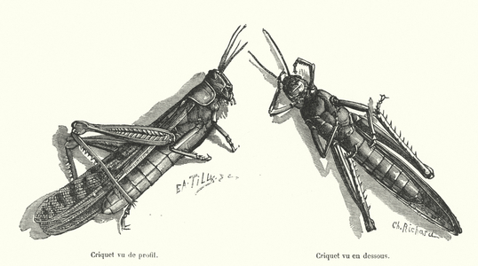 Crickets (engraving)