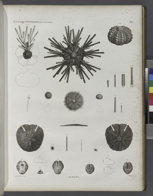 Urchins, 1805-12 (engraving)