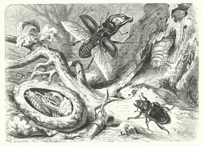 The Stag Beetle (engraving)
