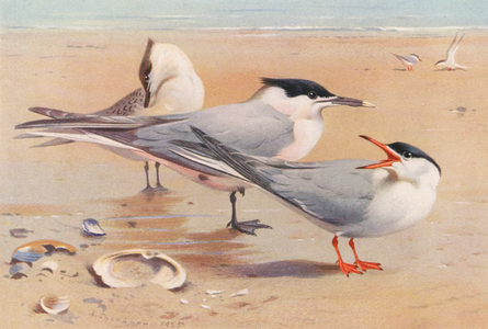 Sandwich Tern (adult and young), Common Tern (colour litho)
