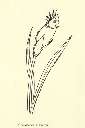 Cockatooca Superba (engraving)