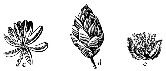 Hops