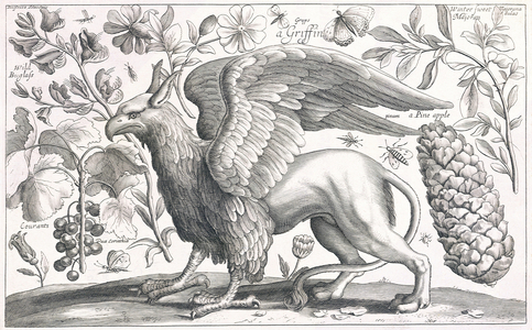 A Griffin (print)