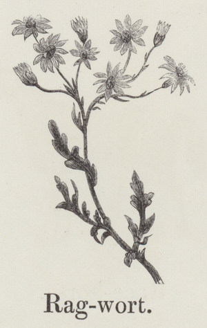 Ragwort (engraving)