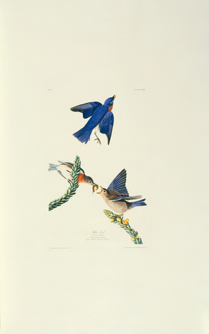 Sialia sialis, Eastern Bluebird, Plate 113 from John James Audubon's Birds of America, original double elephant folio, 1831-34 (hand-coloured aquatint)