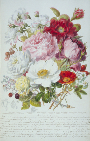 Rosa sp.