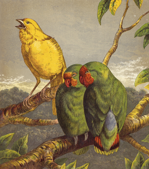 Canary and Love Birds (colour litho)