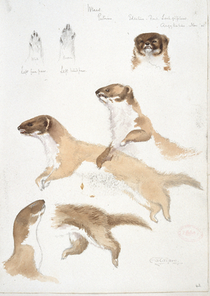 Mustela nivalis, Least weasel, from a collection of pencil sketches and watercolour drawings of British mammals, 1905 (watercolour & pencil on paper)