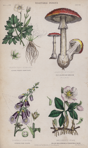 Alpine White Crow-Foot; Fly Brown Mushroom; Purple Fox Glove; Black Hellebore or Christmas Rose (coloured engraving)