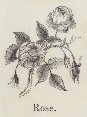 Rose (engraving)