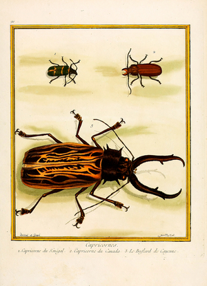 Longhorn Beetles: Senegalese Longhorn Beetle, Canadian Longhorn Beetle, and Bastard from Cayenne (print)
