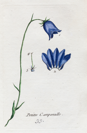 Small bellflower, 1776 (watercolour print)