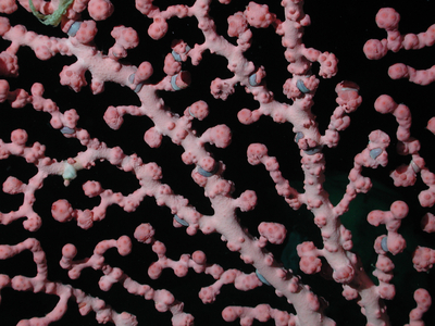 Bubble-gum coral (Paragorgia arborea) at 1257 meters water depth