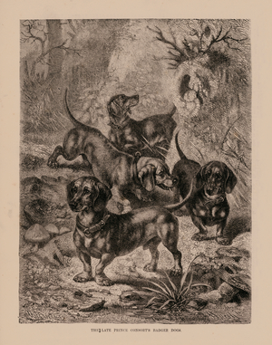 The Late Prince Consort's Badger Dogs (engraving)
