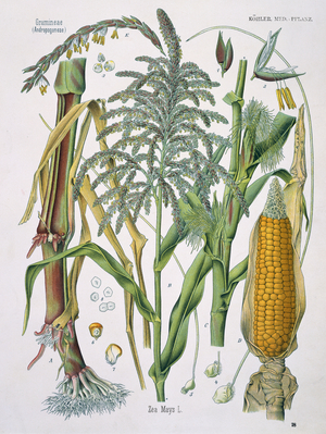 Zea mays