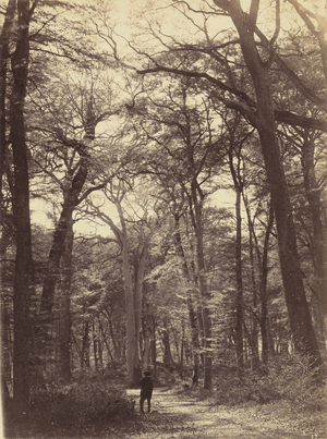 Forest Scene,c. 1865 (photo)