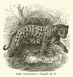 The Leopard, Isaiah, xi, 6 (engraving)