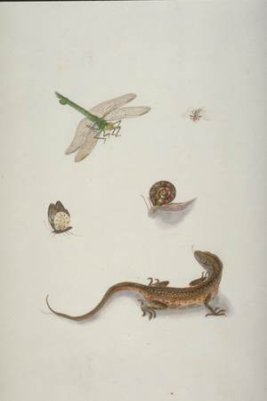 Plate 101 from the John Reeves Collection (Zoology)