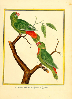 Philippine Parakeet Male and Female (print)