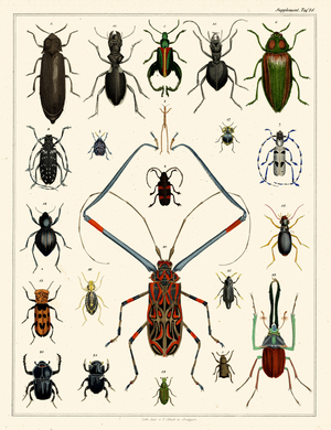 Various Beetle Families (print)