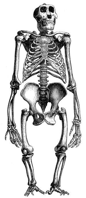 Gorilla: sceleton