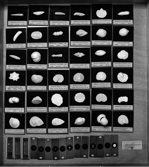 Foraminifera models