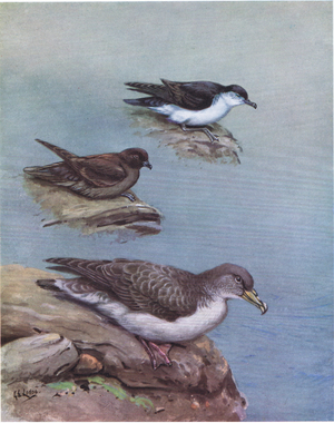Madeiran Little Shearwater, Bulwer's Petrel, Cory's or Atlantic Shearwater (litho)