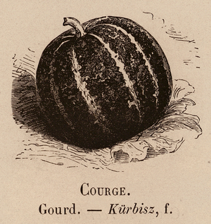 Le Vocabulaire Illustre: Courge; Gourd; Kurbisz (engraving)
