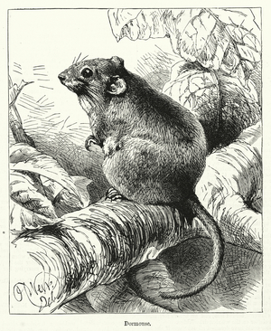 Dormouse (engraving)