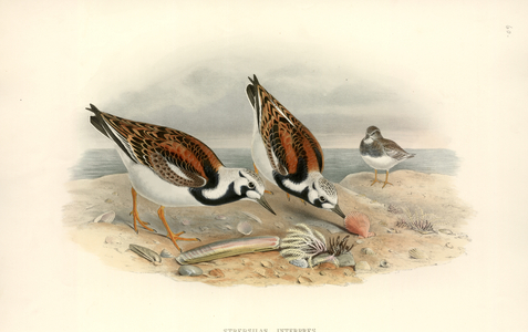 Arenaria interpres
