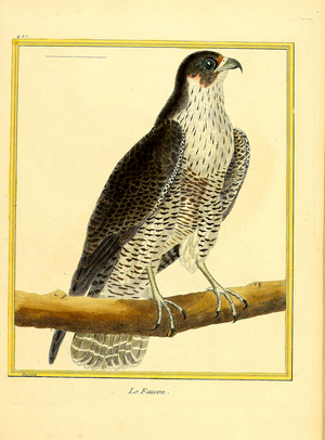 Peregrine Falcon (print)