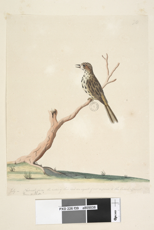 Page 39. Fringilla. along lower edge in different hand July, natural size. The notes of this bird are equal if not superior to the English Linnet Speckled Warbler Chthonicola sagittata, 1791-92 (w/c)