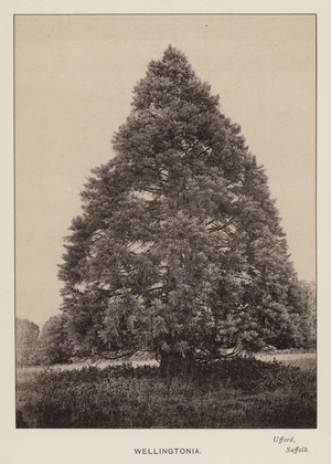 British Trees: Wellingtonia, Ufford, Suffolk (b/w photo)