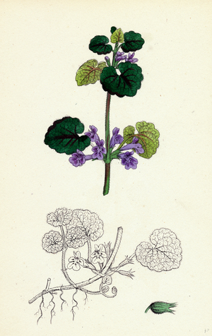 Nepeta Glechoma Ground Ivy