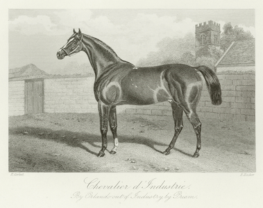 Chevalier-d'Industrie, foaled 1854 (b/w photo)