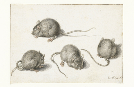 Four studies of a diseased mouse (w/c on paper)