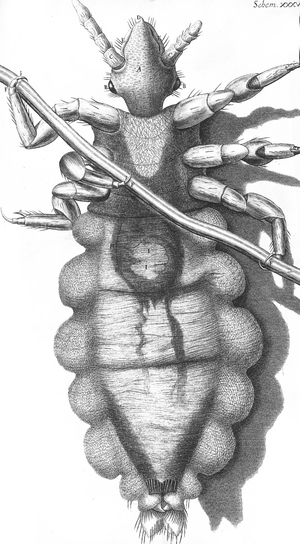 Micrographia