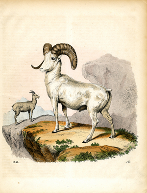 Bighorn and Thin-horned Sheep in Alpine Landscape (hand-coloured litho)