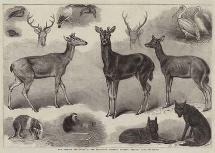 New Animals and Birds in the Zoological Society's Gardens, Regent's Park (engraving)