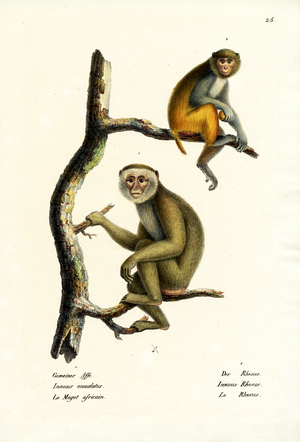 Barbary Macaque, 1824 (colour litho)