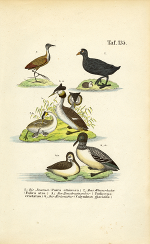 Aquatic Birds with Jacana, Eurasian Coot, Great Crested Grebe and Common Loon, 1850 (lithography)
