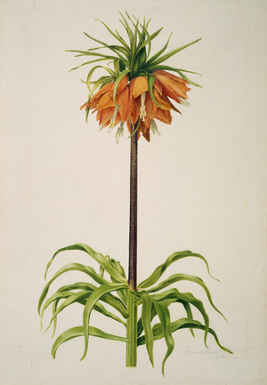 Fritillaria imperialis